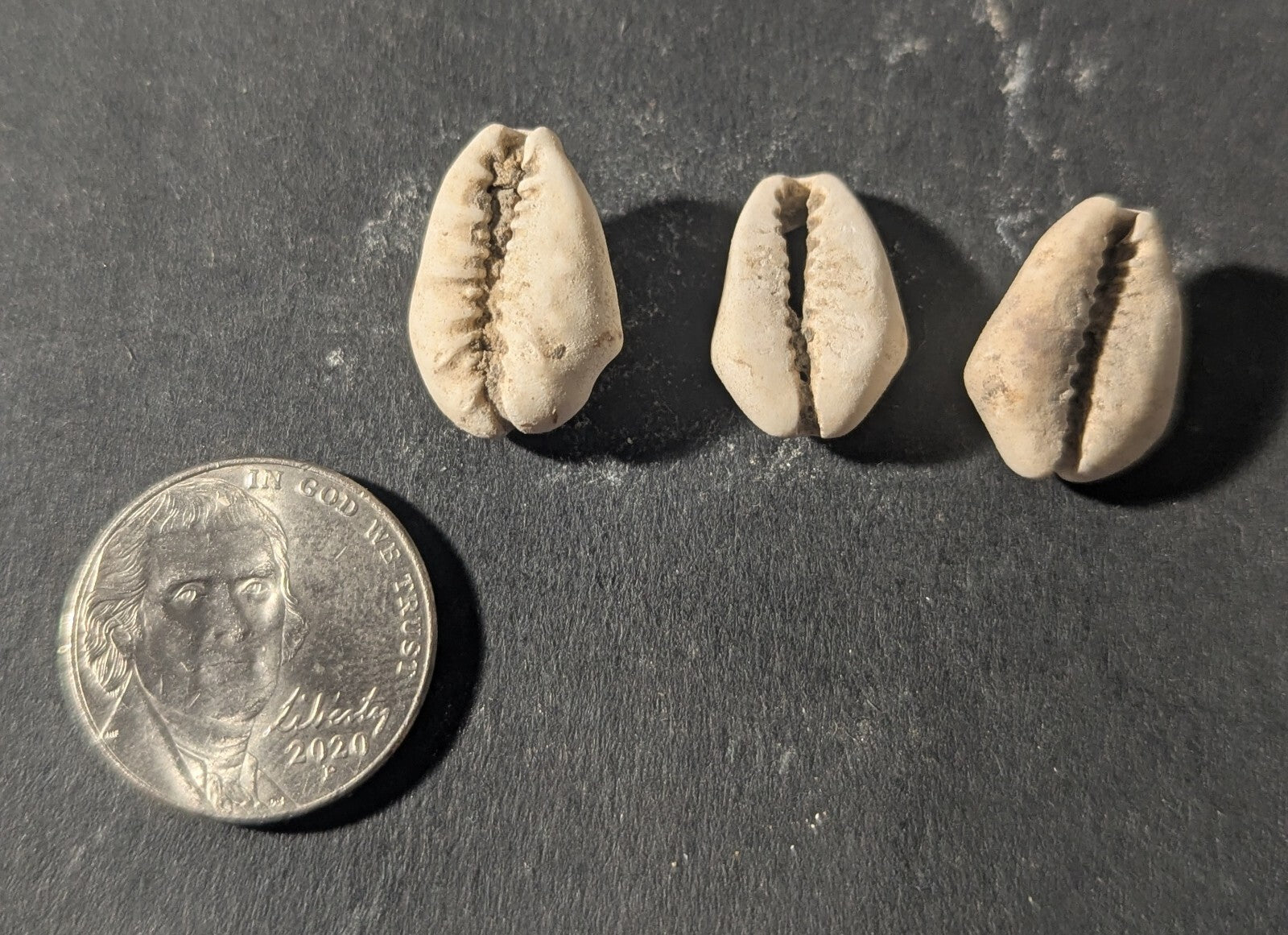 First Primitive Money Cowry Shell Shang dynasty (c.1766-1154 BC) the Zhou period