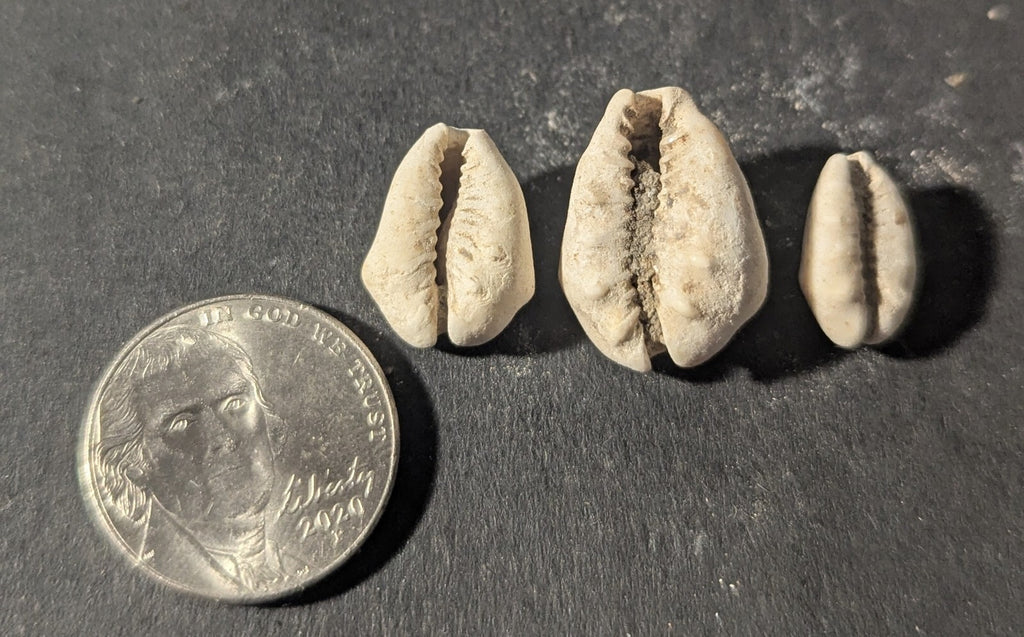 First Primitive Money Cowry Shell Shang dynasty (c.1766-1154 BC) the Zhou period