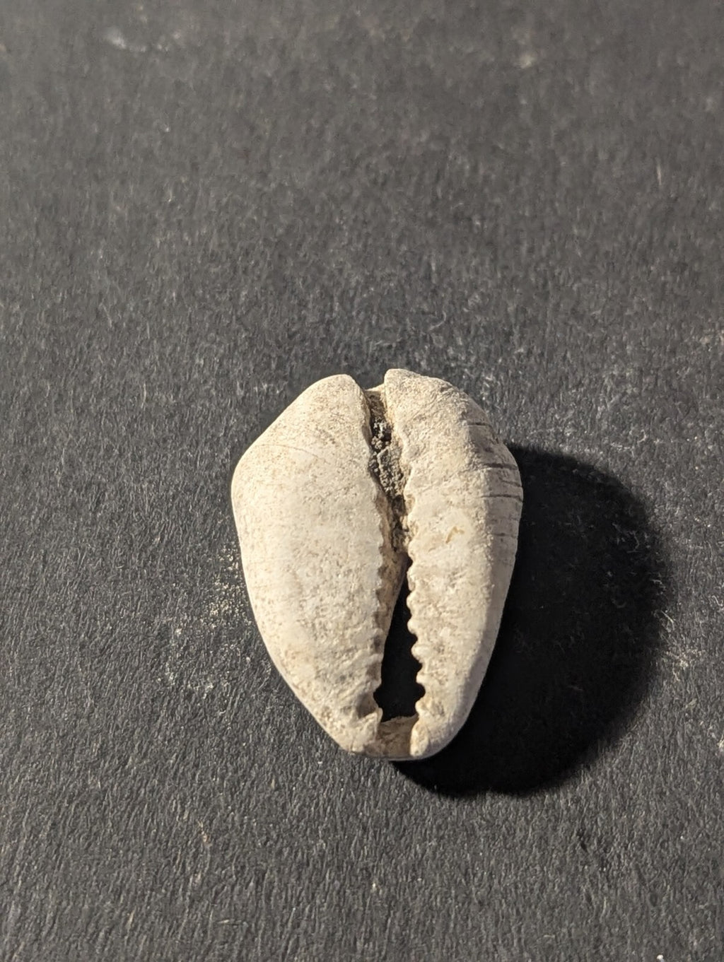 First Primitive Money Cowry Shell Shang dynasty (c.1766-1154 BC) the Zhou period