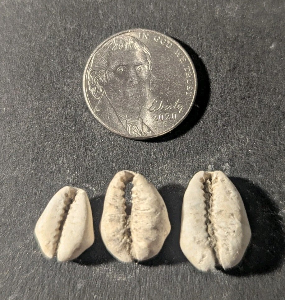 First Primitive Money Cowry Shell Shang dynasty (c.1766-1154 BC) the Zhou period