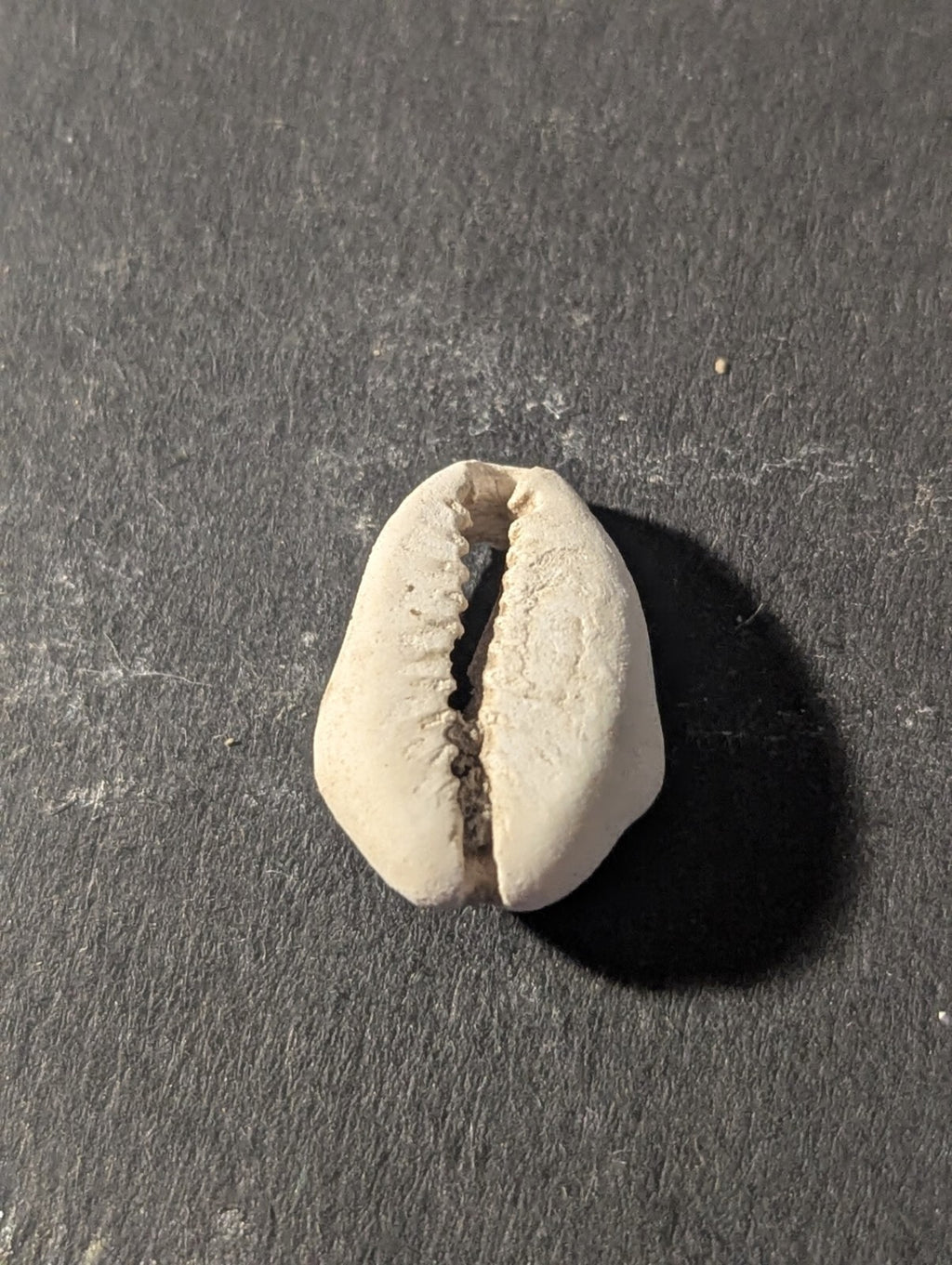 First Primitive Money Cowry Shell Shang dynasty (c.1766-1154 BC) the Zhou period