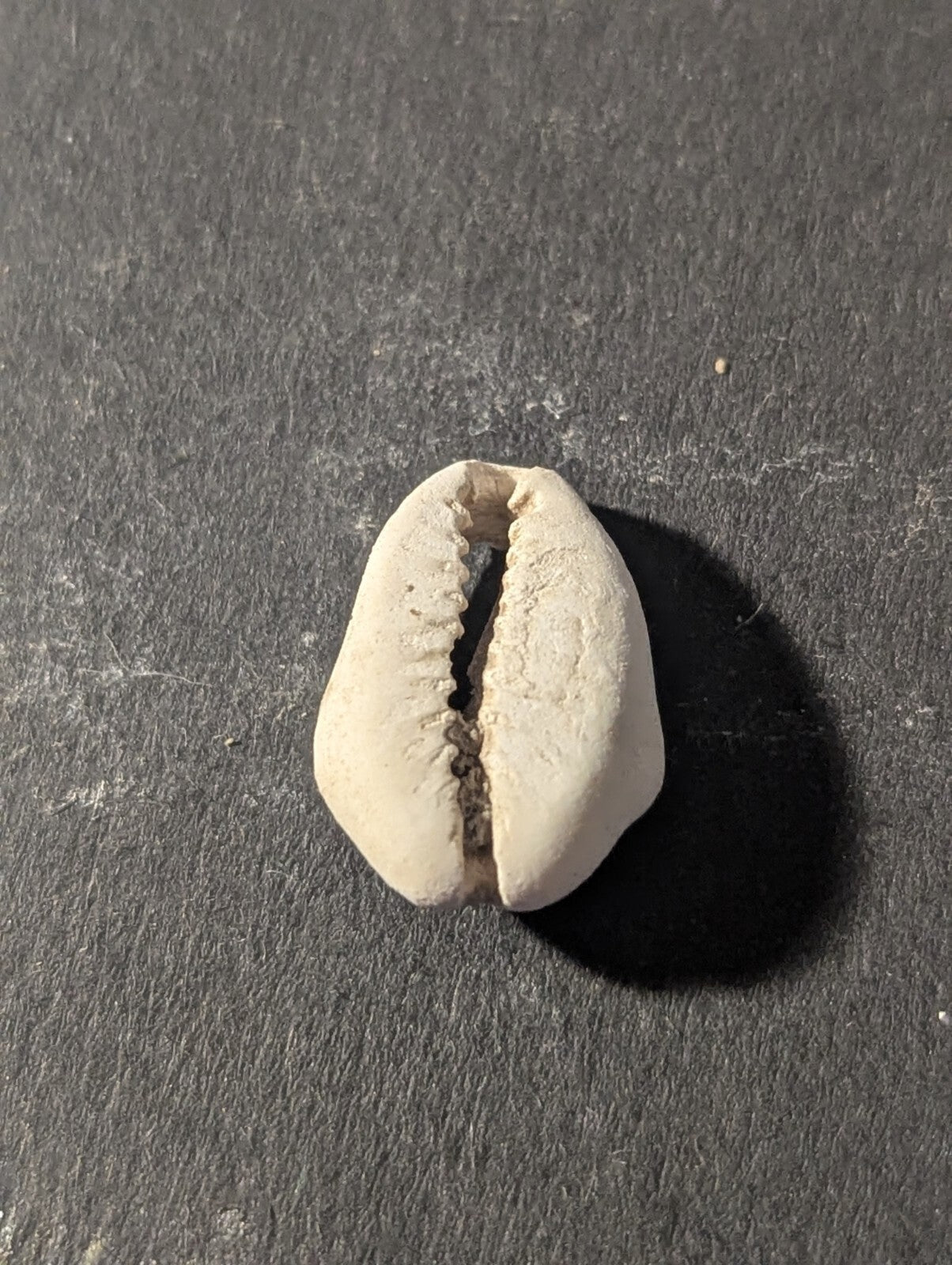 First Primitive Money Cowry Shell Shang dynasty (c.1766-1154 BC) the Zhou period