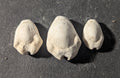 First Primitive Money Cowry Shell Shang dynasty (c.1766-1154 BC) the Zhou period