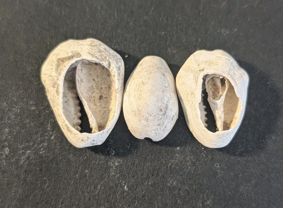 First Primitive Money Cowry Shell Shang dynasty (c.1766-1154 BC) the Zhou period