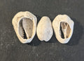 First Primitive Money Cowry Shell Shang dynasty (c.1766-1154 BC) the Zhou period