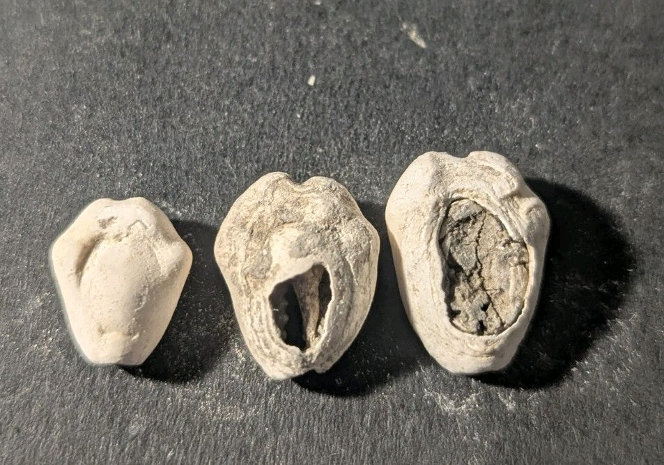 First Primitive Money Cowry Shell Shang dynasty (c.1766-1154 BC) the Zhou period