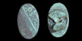 16th / 17th Century Spanish Military Button:  Floral Vintage