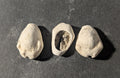 First Primitive Money Cowry Shell Shang dynasty (c.1766-1154 BC) the Zhou period
