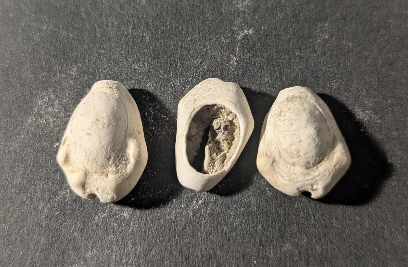 First Primitive Money Cowry Shell Shang dynasty (c.1766-1154 BC) the Zhou period