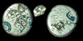 India Bengal INDUS Valley Mayuriyan Punch silver Coin 300 BC PLANT Symbol ☘️