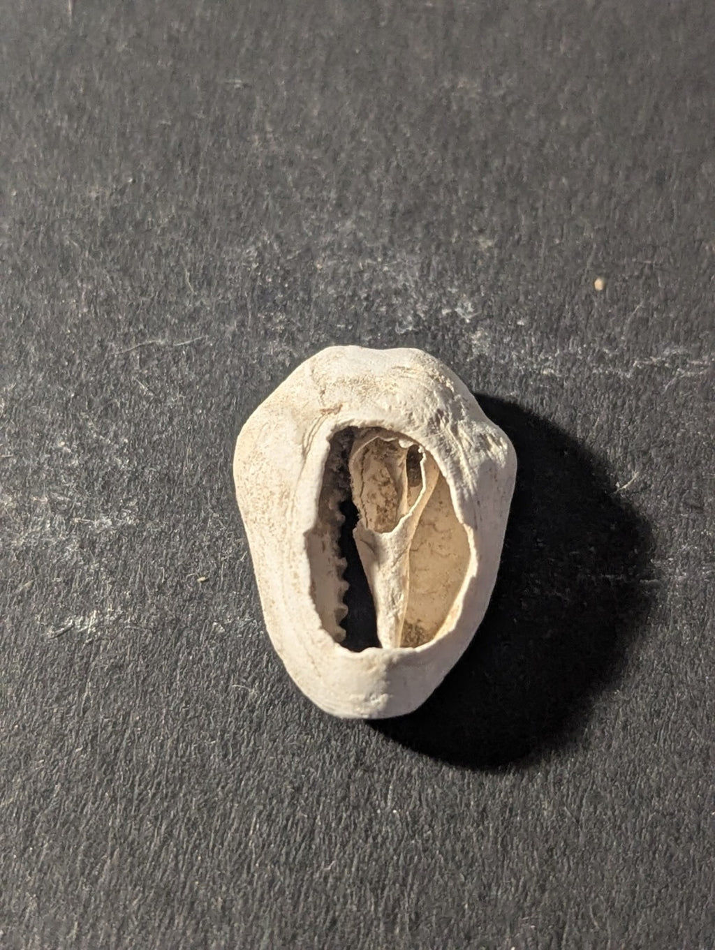 First Primitive Money Cowry Shell Shang dynasty (c.1766-1154 BC) the Zhou period