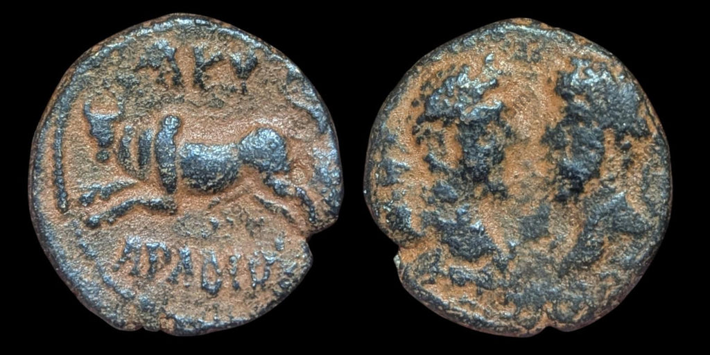 Roman Marcus Aurelius & Lucius Verus AE 23 Taureau bondissant Phénicie Arados Aradus R