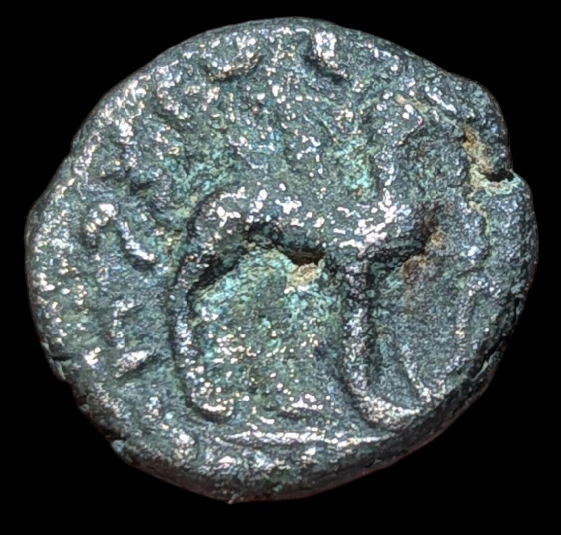 Inde Empire kouchan Vima Kadphisès Æ Chameau Vers 100-127 après J.-C. Chameau/taureau