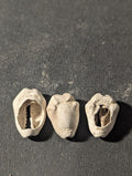 First Primitive Money Cowry Shell Shang dynasty (c.1766-1154 BC) the Zhou period