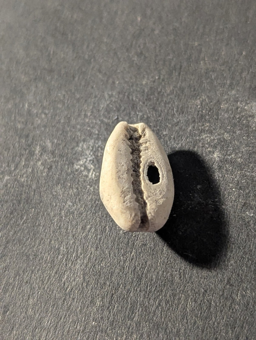 First Primitive Money Cowry Shell Shang dynasty (c.1766-1154 BC) the Zhou period