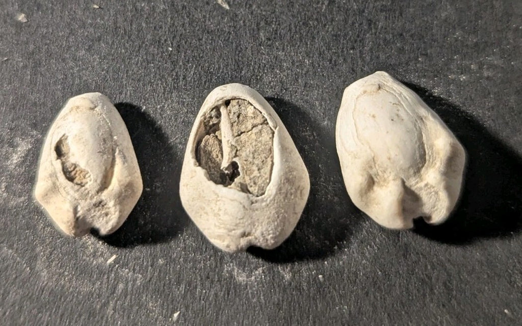 First Primitive Money Cowry Shell Shang dynasty (c.1766-1154 BC) the Zhou period