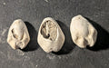 First Primitive Money Cowry Shell Shang dynasty (c.1766-1154 BC) the Zhou period
