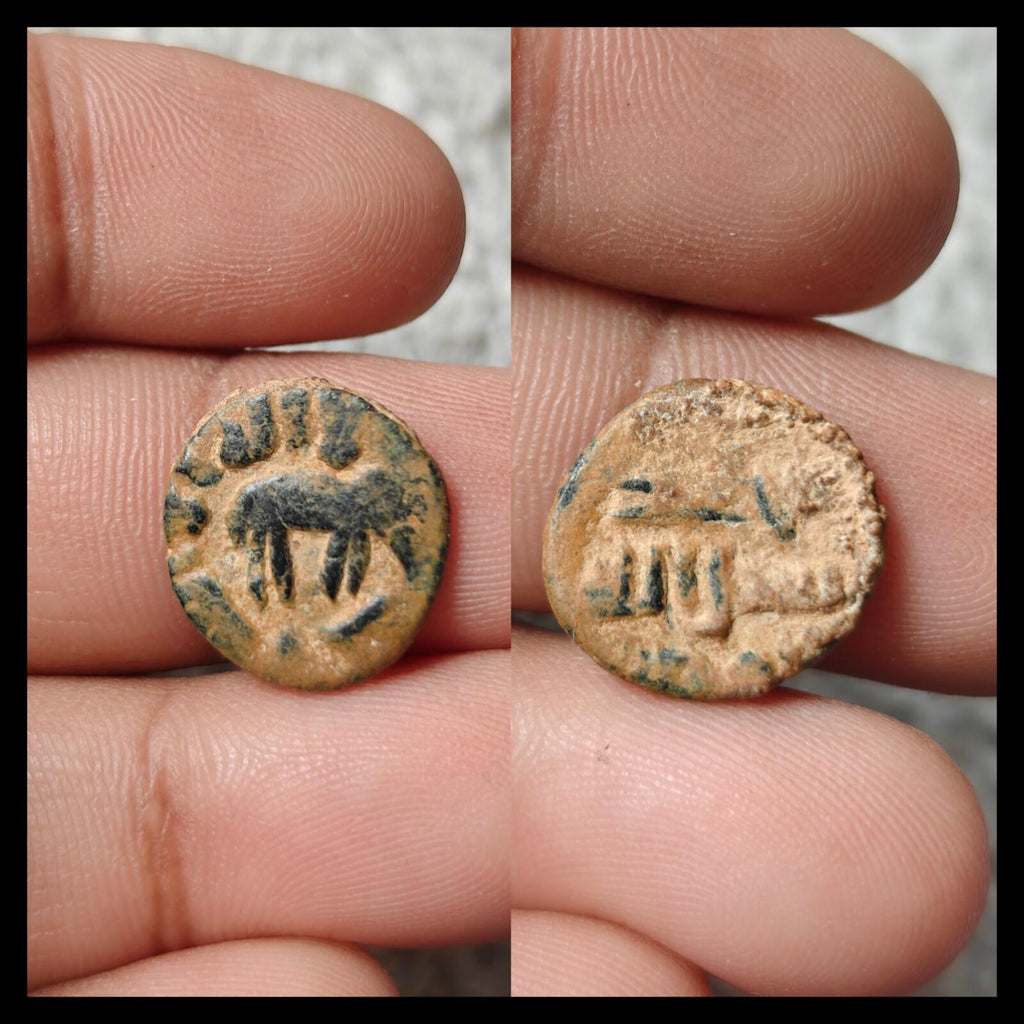 Islamic Umayyad Fals Elephant Type Walker 795 Album 177 Genuine Wow Grade