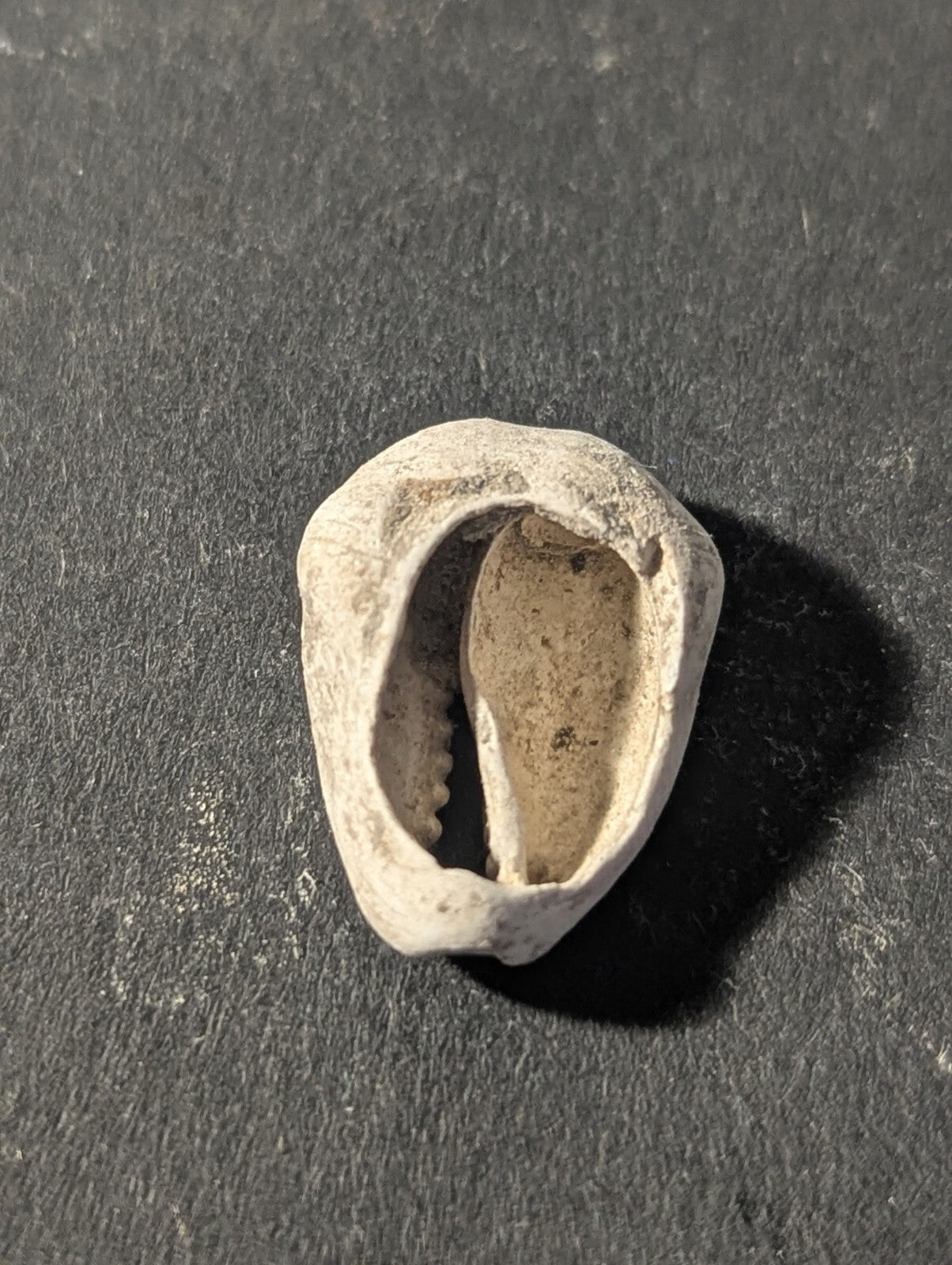 First Primitive Money Cowry Shell Shang dynasty (c.1766-1154 BC) the Zhou period