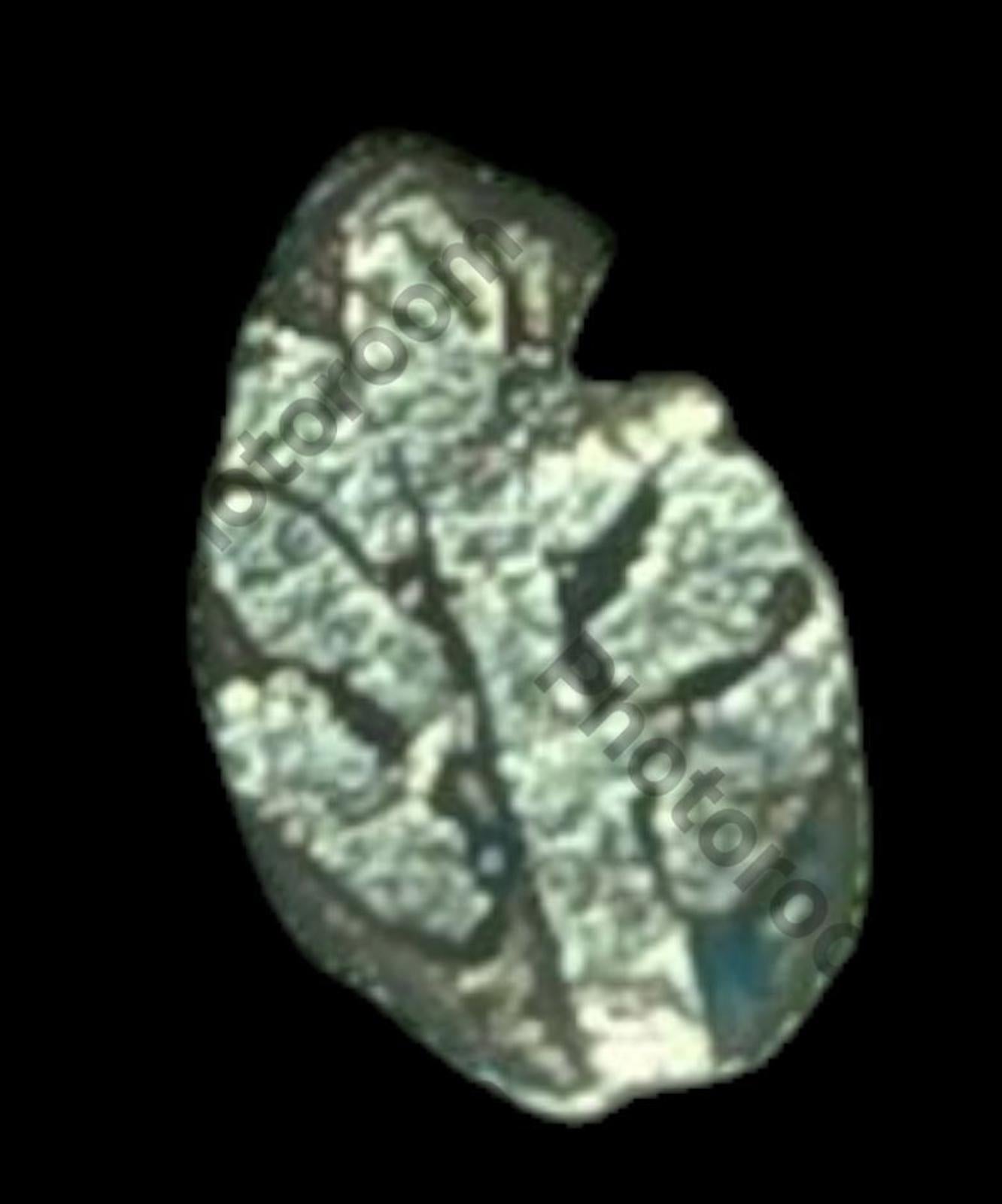 India Bengal INDUS Valley Mayuriyan Punch silver Coin 300 BC PLANT Symbol ☘️
