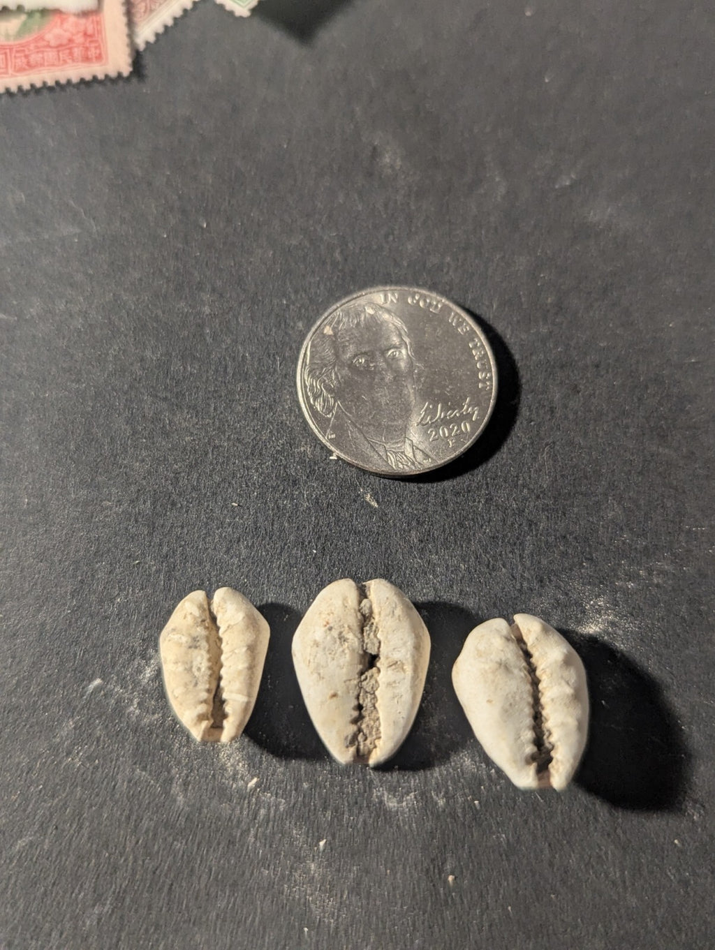 First Primitive Money Cowry Shell Shang dynasty (c.1766-1154 BC) the Zhou period